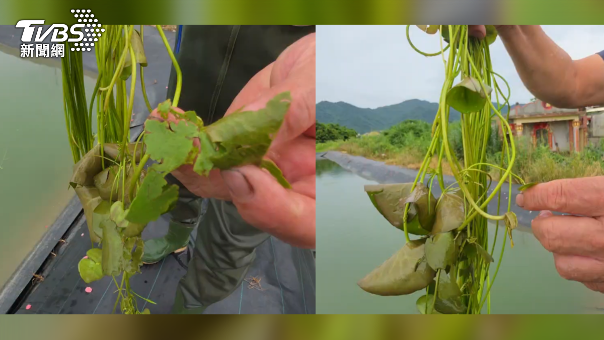 農民：水蓮遭大雨襲擊後，水面上的葉子嚴重受損，連帶導致底下的莖部跟著慢慢死亡（圖／TVBS）