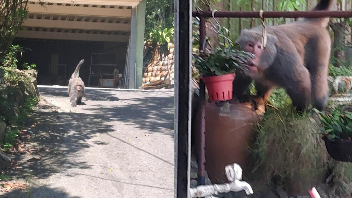 民眾目擊體型將近一隻成犬的獼猴出沒。（圖／翻攝畫面）