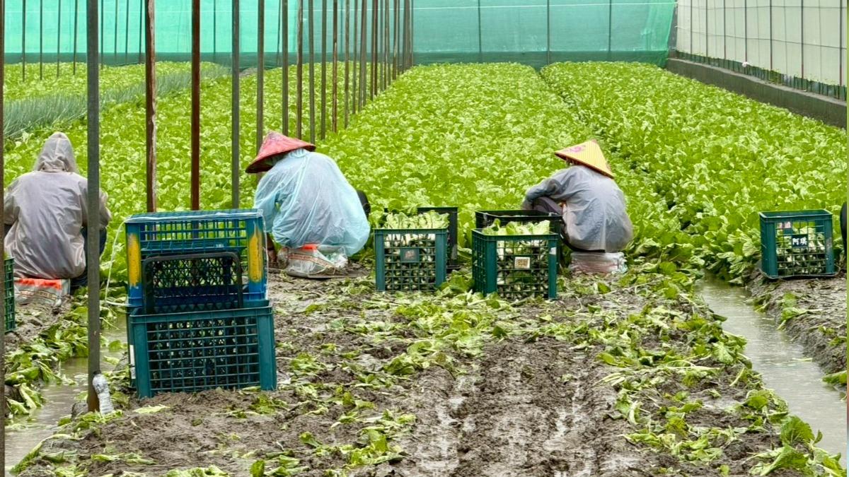 ▲暴雨重創雲林!農民搶收各自的種植心血。(圖片來源:雲林縣政府)