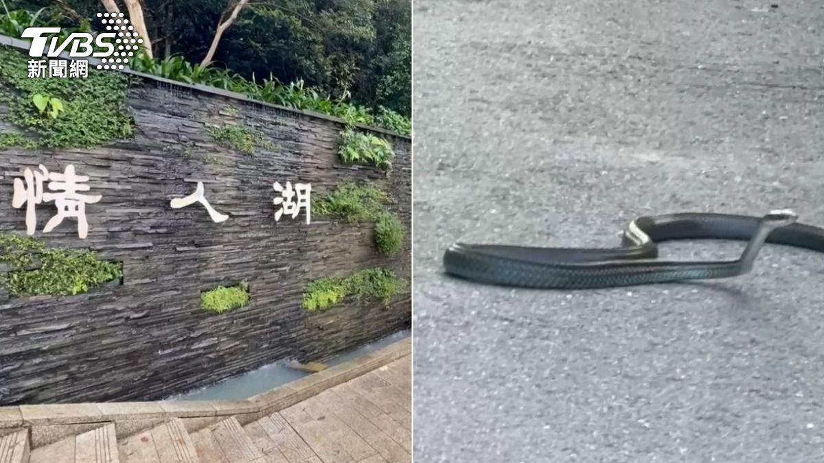 基隆情人湖在連日大雨過後「爬蟲類」大爆發，有多位民眾目擊眼鏡蛇、王錦蛇出沒。（圖／TVBS）