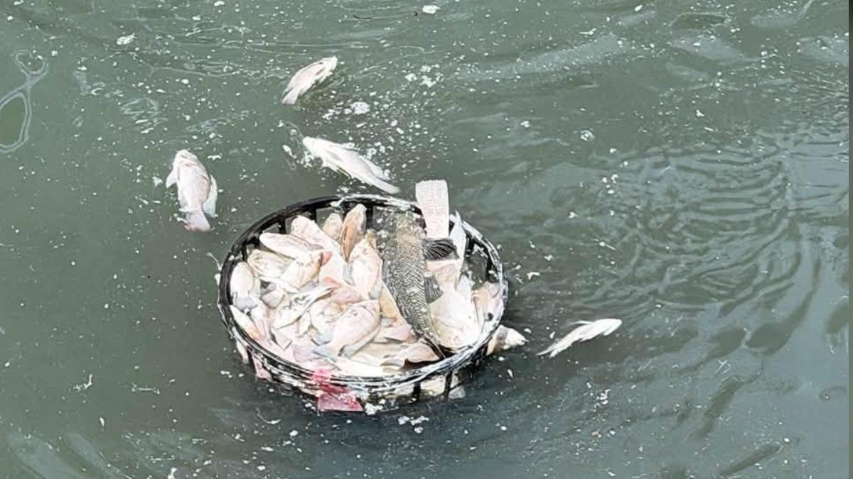 宜蘭驚傳「千隻魚集體暴斃」!全翻白肚漂河面 元凶曝光