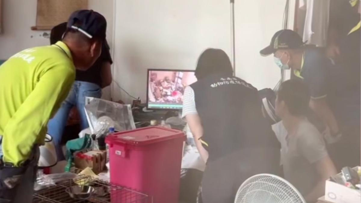 虐貓男遭私刑「口鼻噴血」失蹤虎斑貓找到了　3犬3貓全數安置
