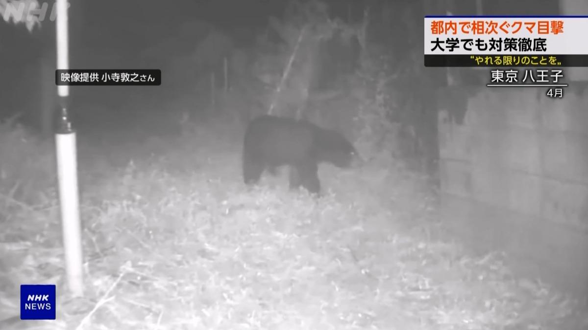 東京都附近的八王子市最近有頻頻出現熊蹤，光最近一個月就通報了23起。（圖／TVBS）