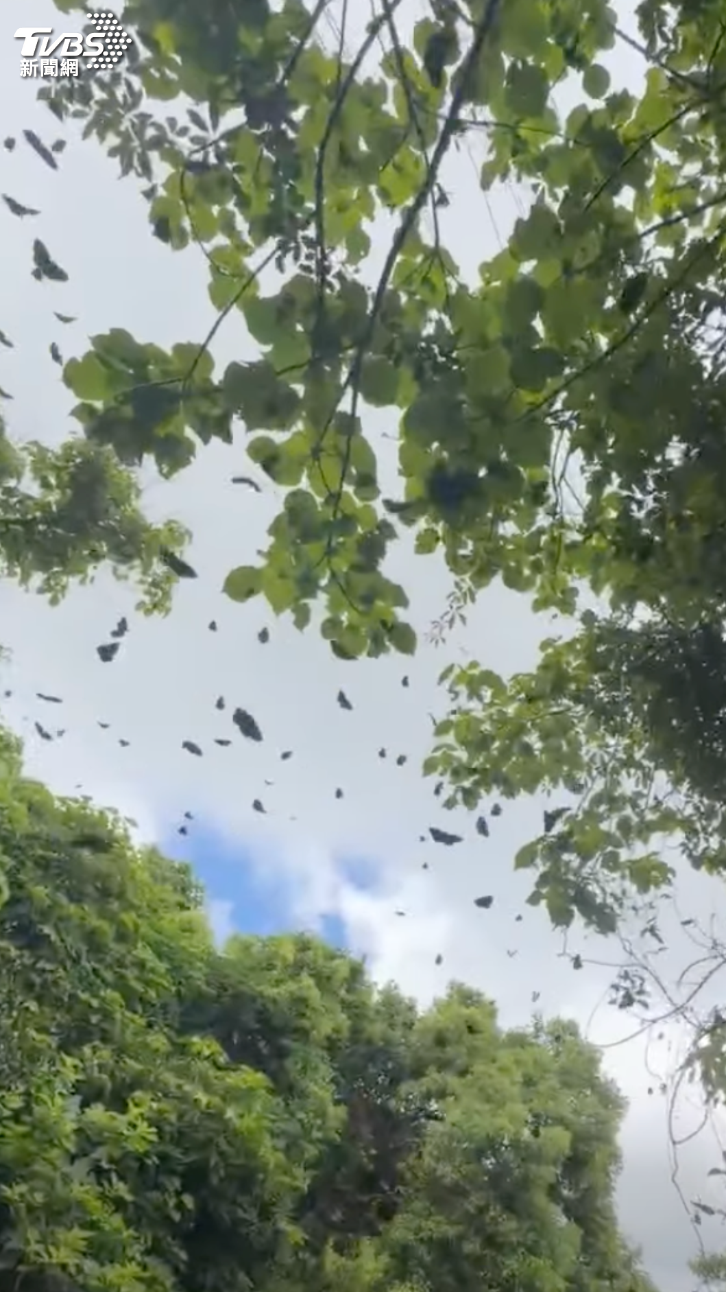 滿山谷都是翩翩起舞的紫斑蝶。(圖/翻攝自墾丁國家公園管理處臉書)