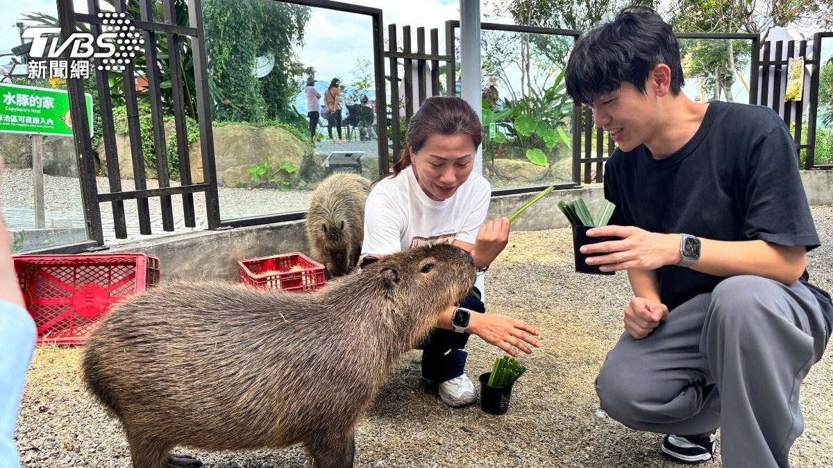 溪頭避暑看這!門票、火鍋互相折抵 親子一日遊攻略曝