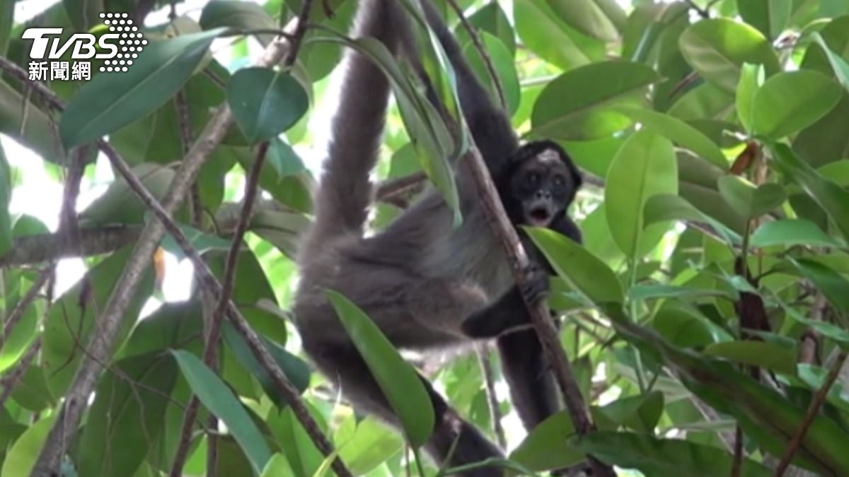 台北市立動物園的棕蜘蛛猴。(圖/園方提供)