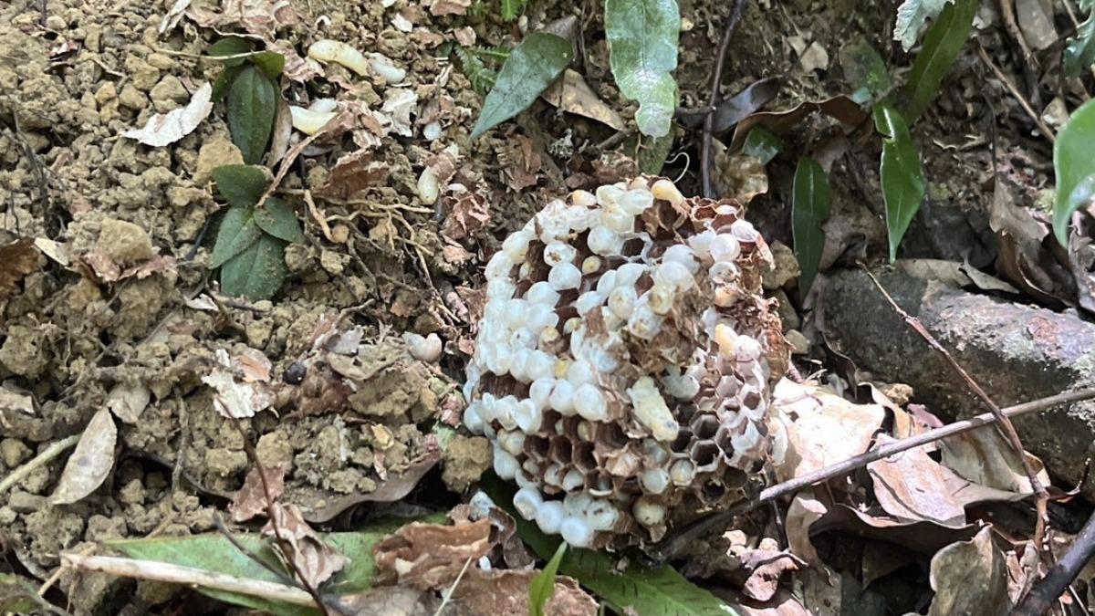 住家也淪陷！「土黃球狀物」恐是虎頭蜂巢　動保處：看見2隻快閃