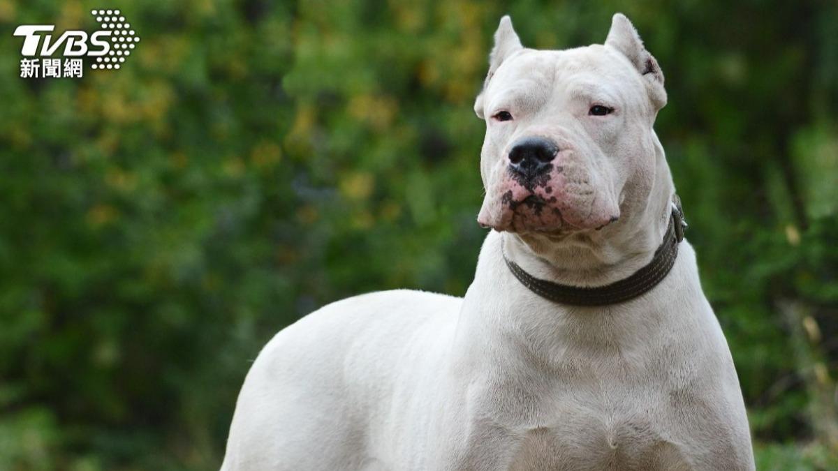 宜蘭惡犬出沒!阿根廷杜高犬「沒牽繩」二度瘋狂撕咬鄰居 飼主慘了