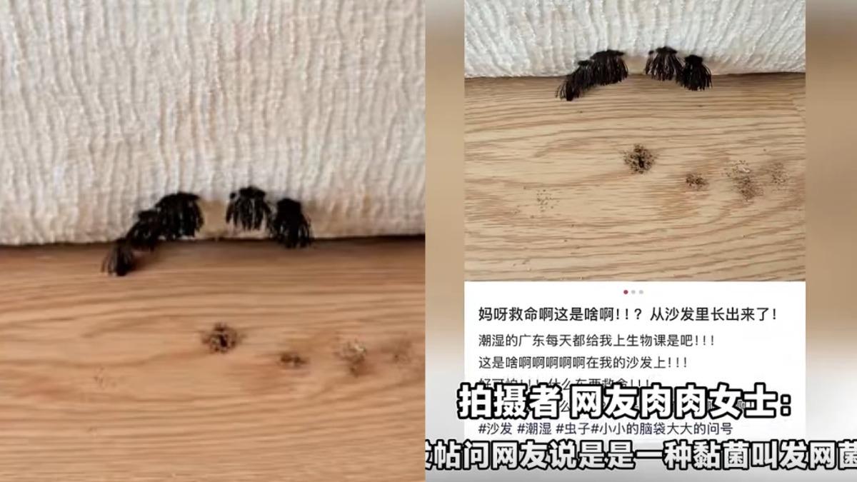 中國廣東省廣州市一名女子近日發現，家中沙發底部長出黑色「小刷子」狀異物。（圖／翻攝羊城晚報）