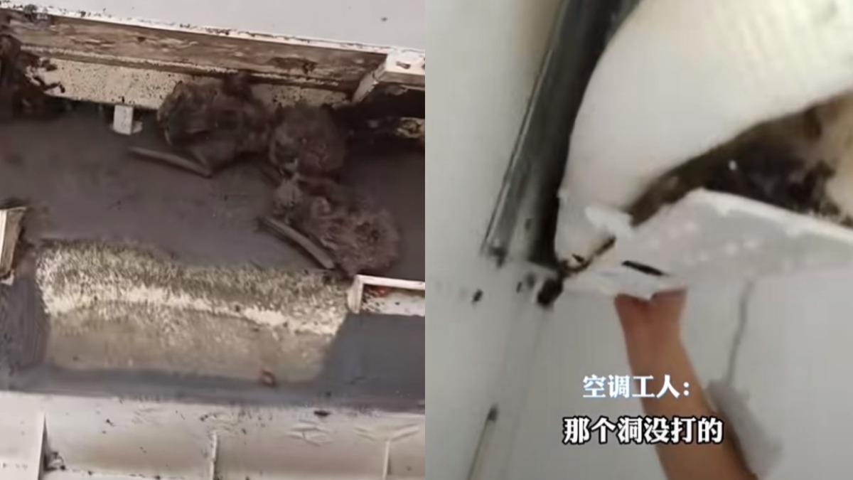 冷氣飄異味!師傅一拆驚見「蝙蝠大軍寄生」 10幾隻擠成團