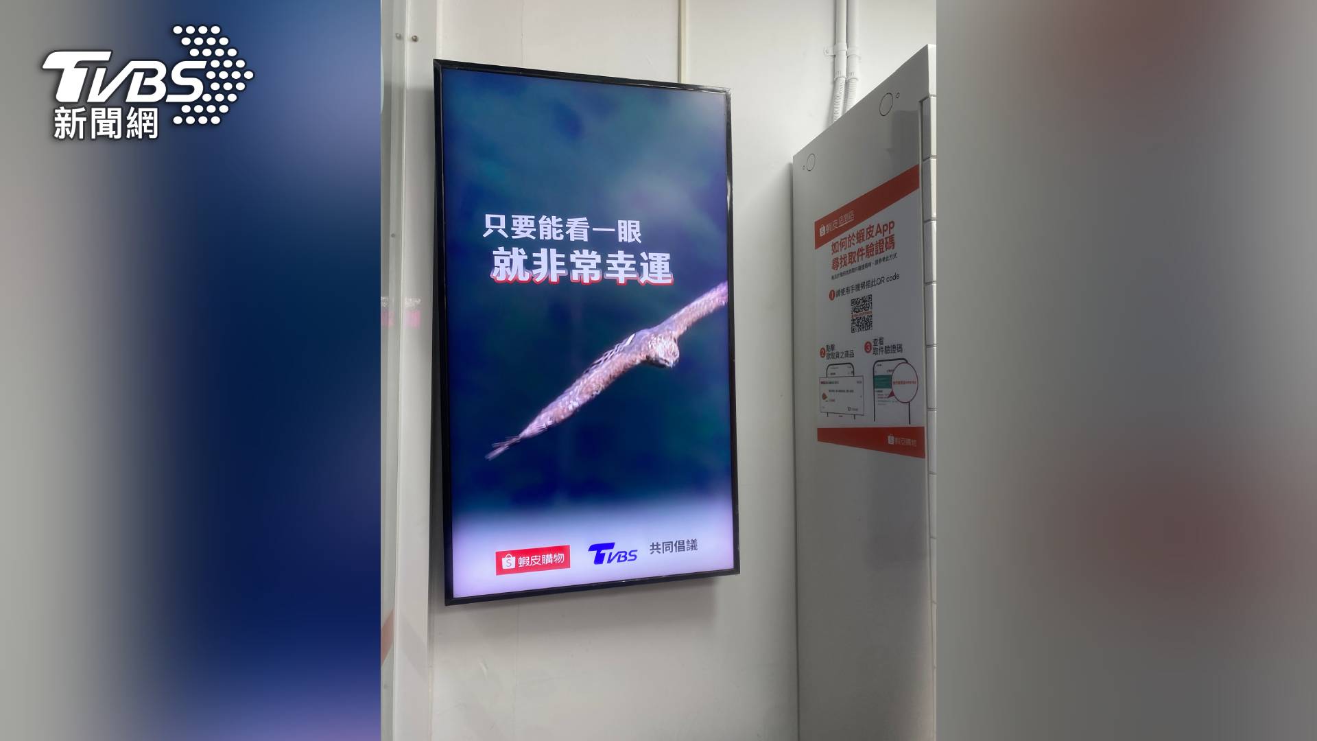 為讓保育議題觸及更多民眾，蝦皮購物發揮全台通路優勢，自6月25日起，將全台蝦皮店到店實體門市，化身為生態教育的延伸據點。圖/TVBS