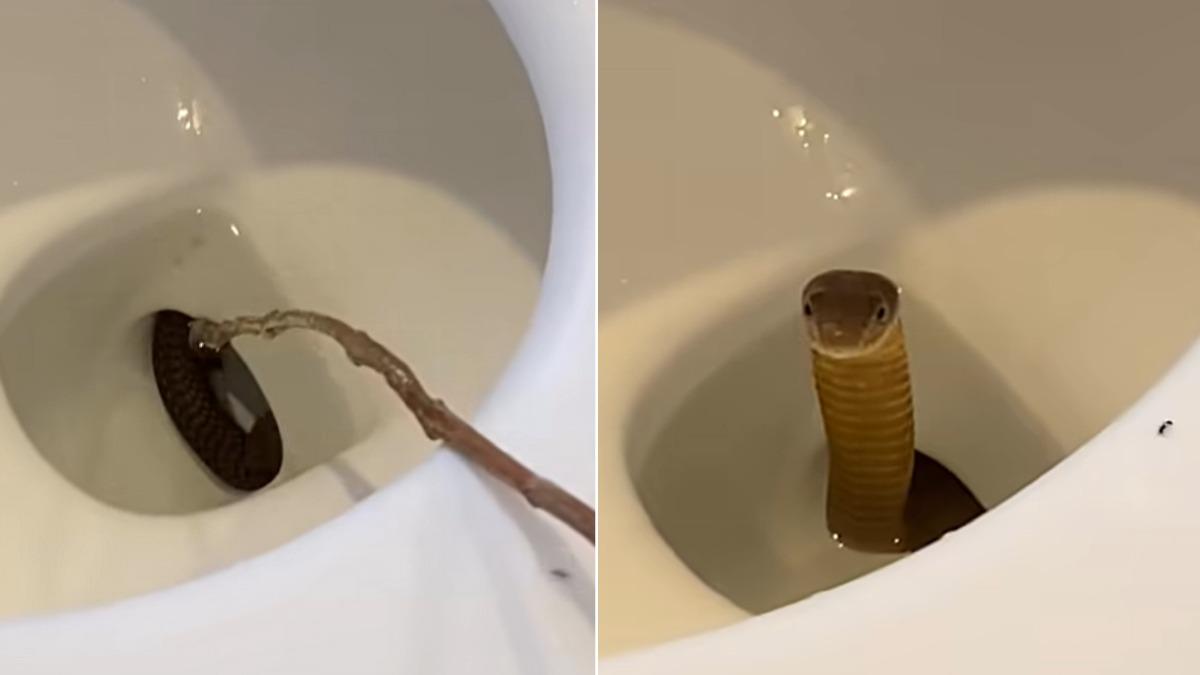 有片/以為沒沖乾淨!馬桶一按「鑽出劇毒眼鏡王蛇」