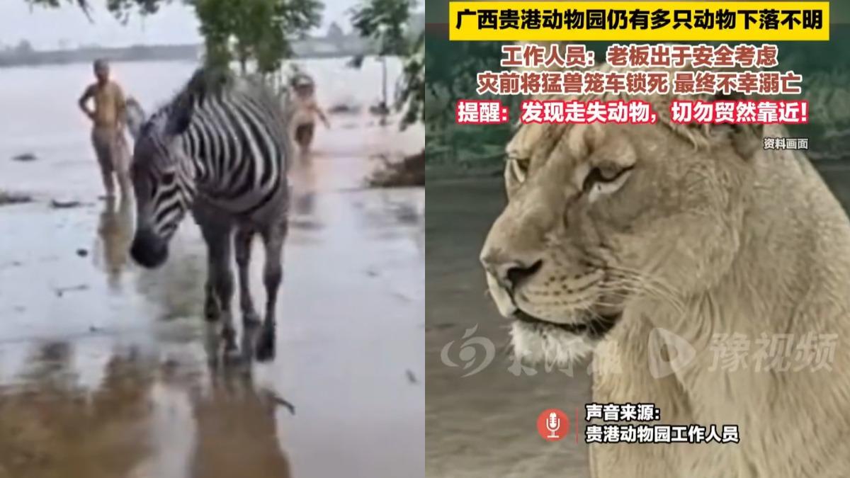 梅莎颱風暴雨沖毀中國廣西動物園!逾20種動物失蹤 3獅子不幸溺斃