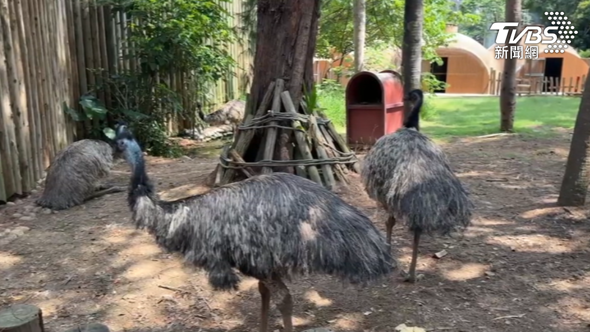 新竹動物園明星動物「鴯鶓」。（圖／TVBS）