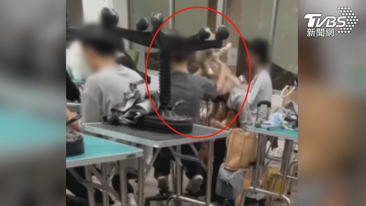 台南一家寵物店業者po控訴,一所大學的「寵物美容系」學生,疑似在課堂上虐狗,卻被學生反告妨害名譽(圖/翻攝爆料公社二社)