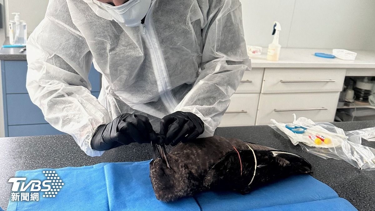 澳洲一名獸醫在從一隻死亡的褐賊鷗身上採集樣本，以檢測是否感染H5N1禽流感。　（圖／達志影像路透社）