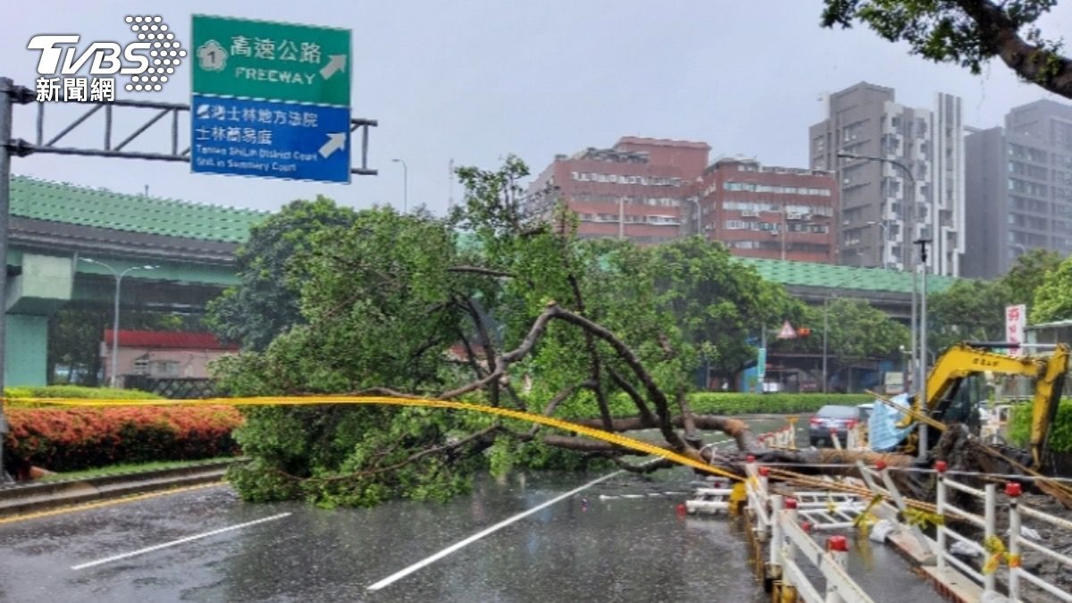 巴威吹倒10米大樹!士林中正路道路中斷 急拉封鎖線