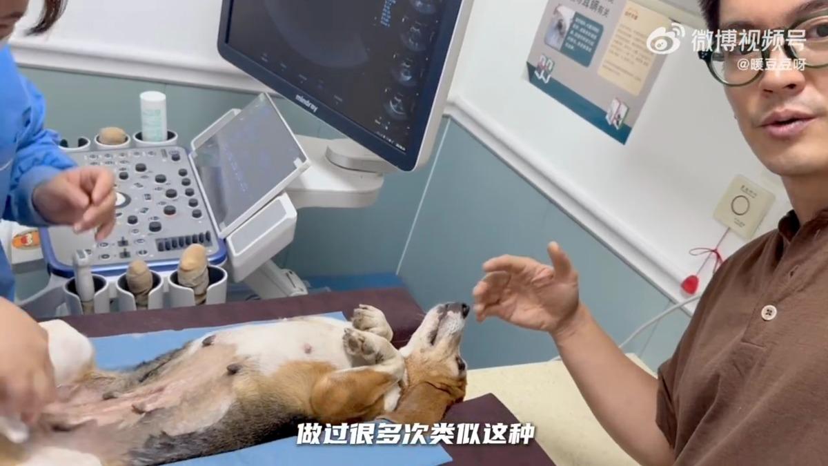 杜江2年多前曾在外偶遇一隻奄奄一息的實驗犬,將其送醫治療並收編,取名「珍珠」。(圖/翻攝自微博)