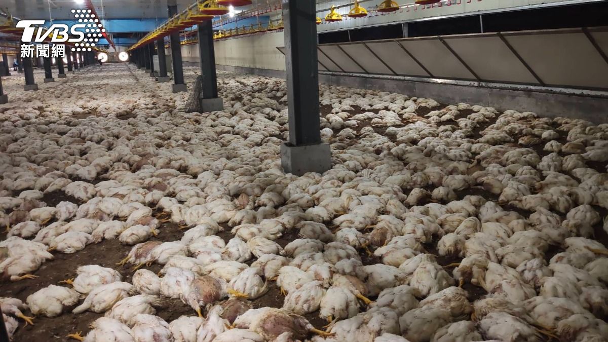 台南雞場剛蓋好就跳電 4.6萬隻肉雞悶死慘賠5百萬