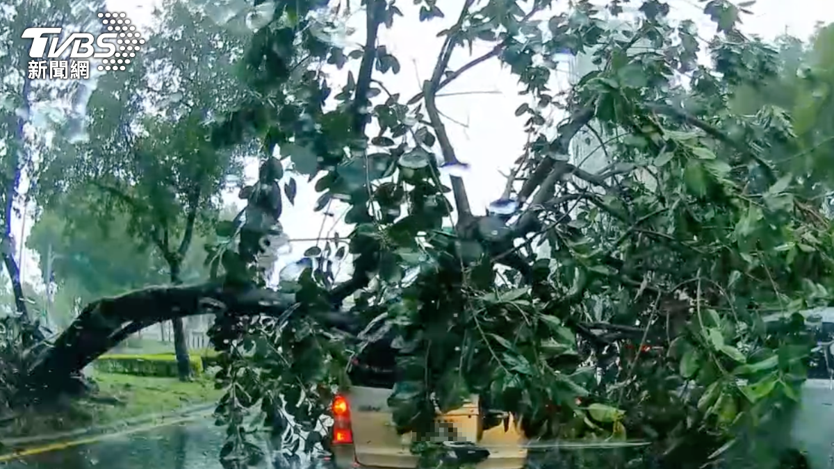 獨/直擊驚險瞬間!北投路樹突斷裂 派出所前休旅車遭重砸