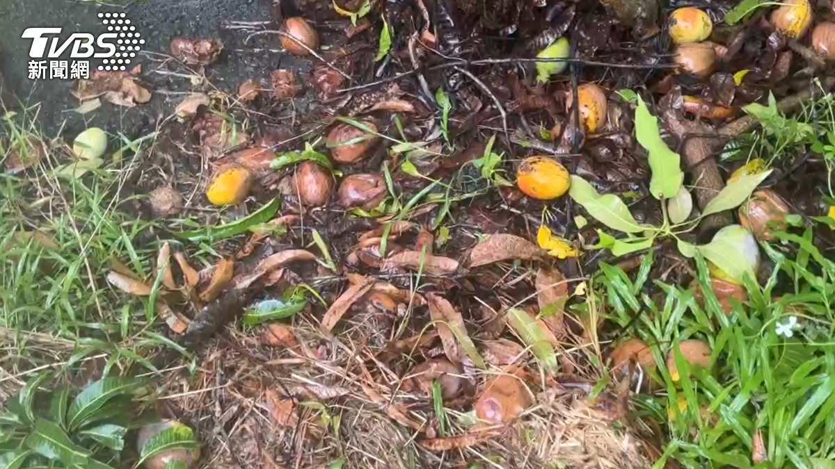 枋山愛文芒果產季雖已進入尾聲，仍有部分芒果來不及搶收，被風雨無情拍打後紛紛掉落。（圖／TVBS）