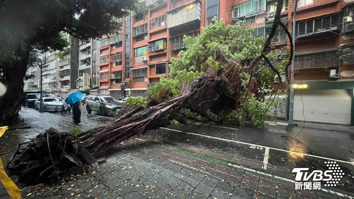 倒塌之路樹因體積龐大，造成路邊停放之4輛機車、1戶居民住家之鐵捲門及另1戶住家之屋簷受損。（圖／TVBS）