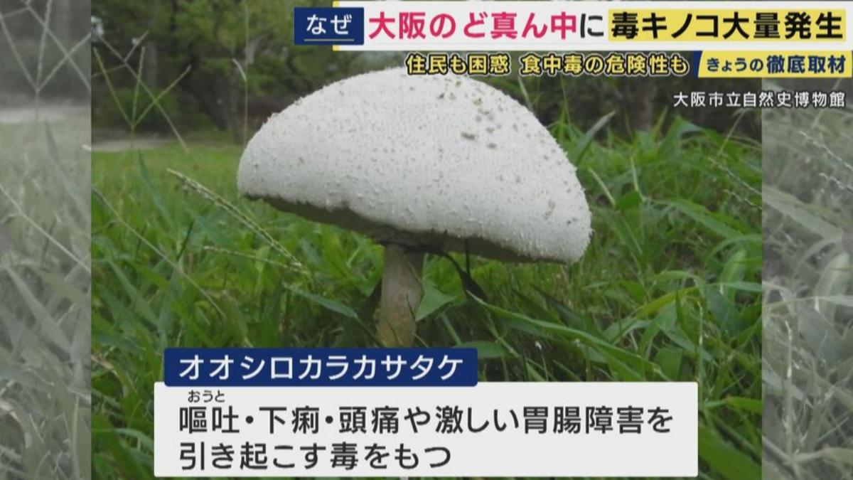 大阪都市公園驚見「大青褶傘（オオシロカラカサタケ）」菇。（圖／翻攝自關西電視台）