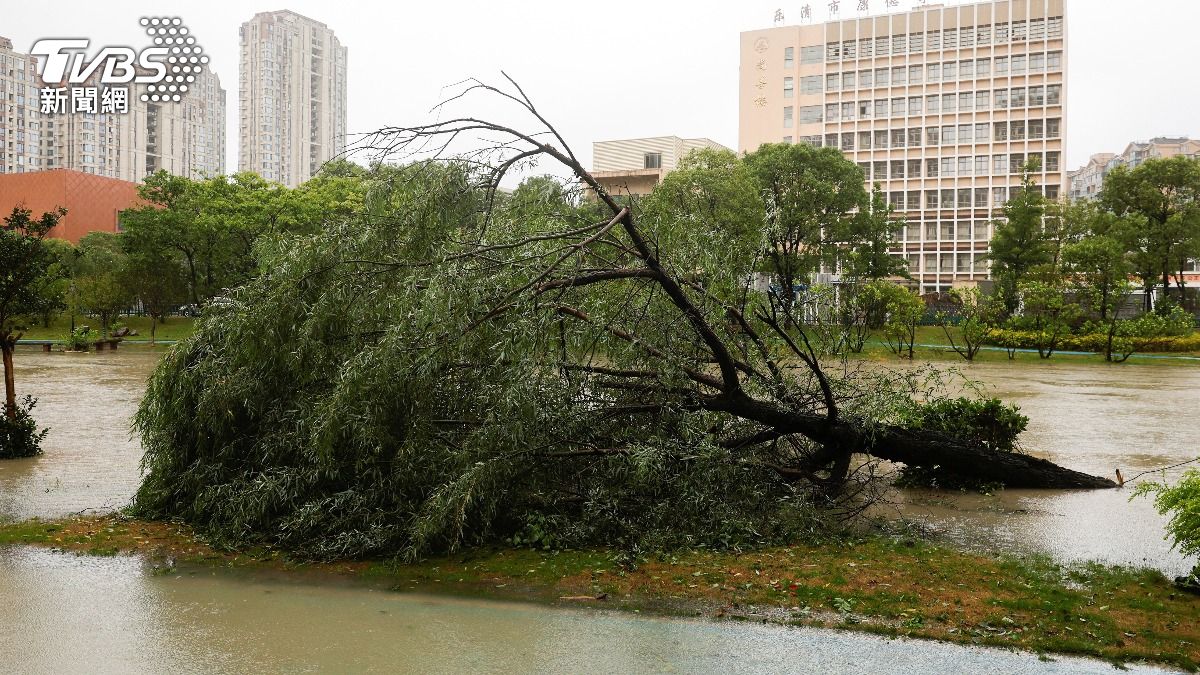 巴威13級風直衝浙江!10分鐘變天、樹木「連根拔起」