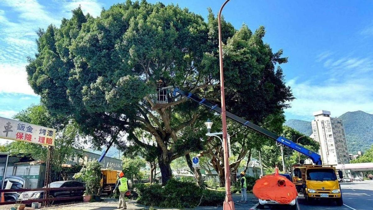 網傳砍樹是幫無人機開道?蔣萬安喊告 綠議員批:好大官威