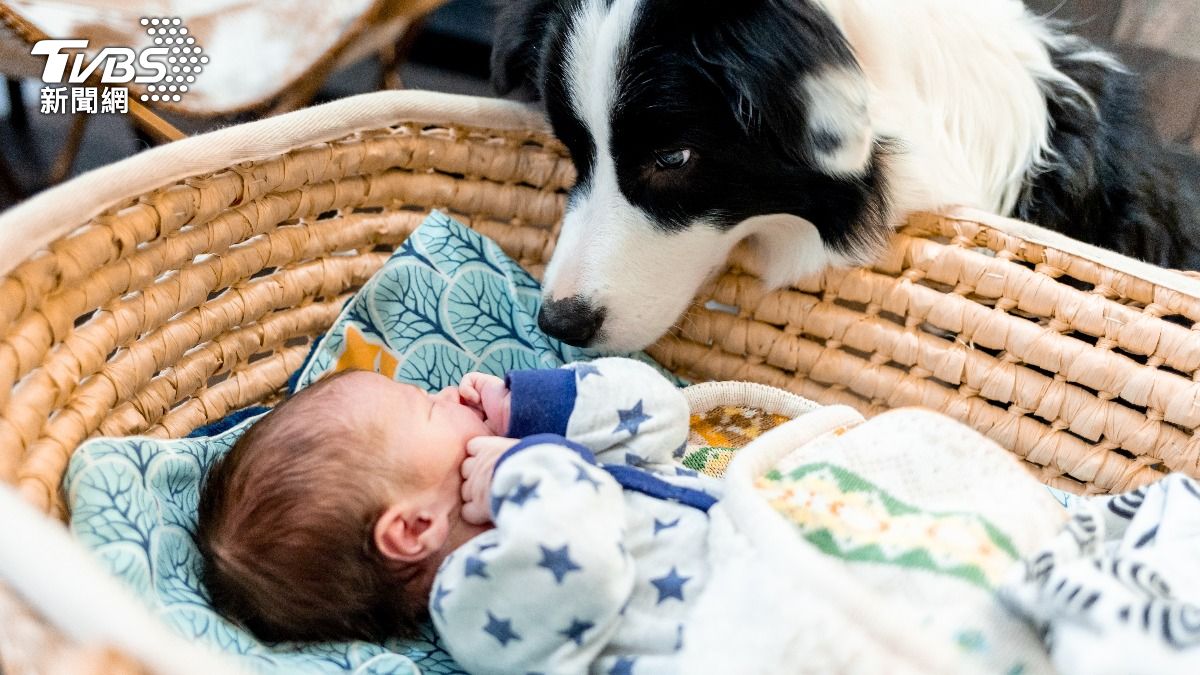 家中狗狗因妒忌，咬破新生兒腦袋。（示意圖，非當事嬰兒和狗／shutterstock達志影像）