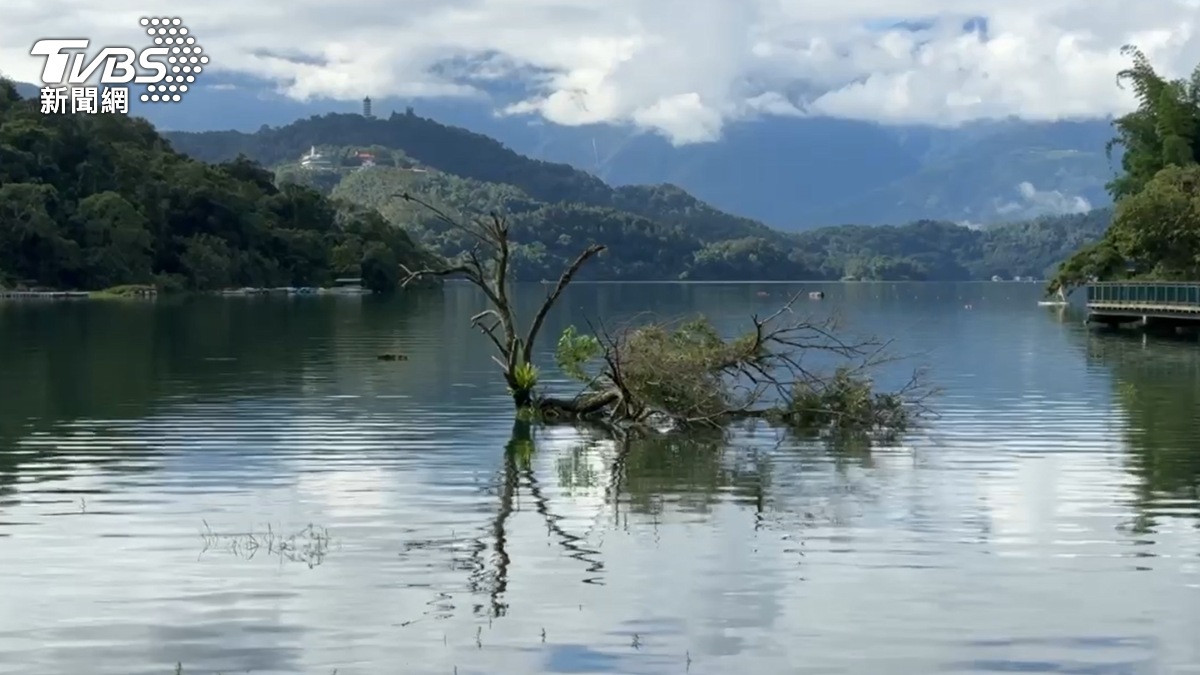 巴威吹倒「日月潭孤獨樹」！只剩樹幹　攝影愛好者心碎：不捨