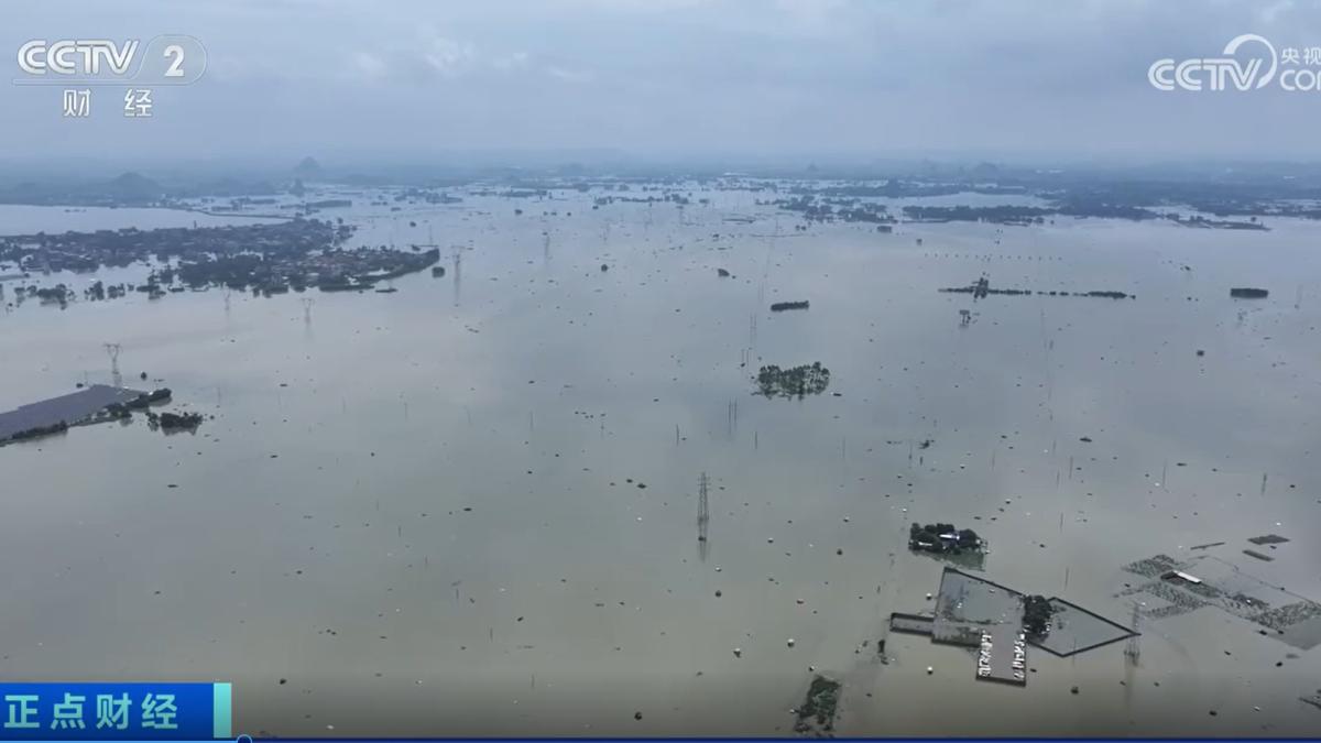 大陸廣西橫州日前遭受颱風「梅莎」挾帶暴雨重創,上萬畝花田泡水。(圖/CCTV+)