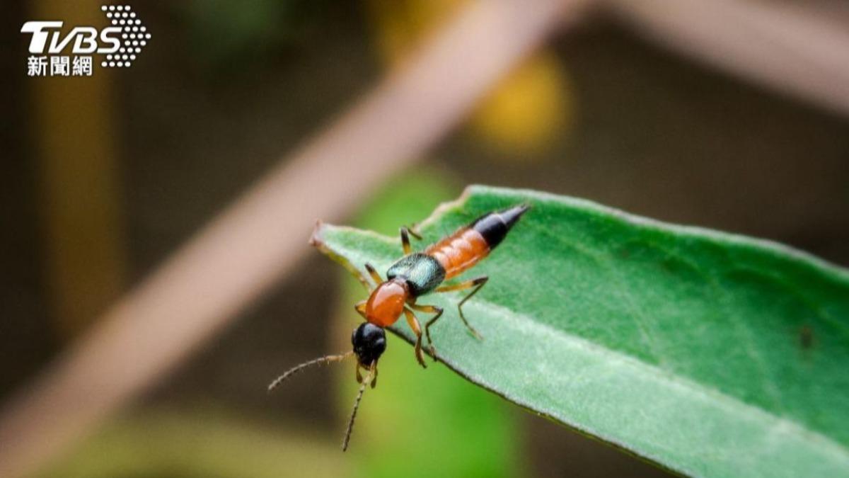 隱翅蟲常在夏、秋季節出沒,具有趨光性。(示意圖/shutterstock 達志影像)