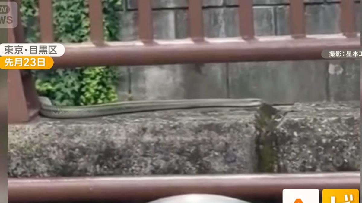 日本中目黑近期出現多起蛇類目擊事件。（圖／翻攝YT@ANNnewsCH）