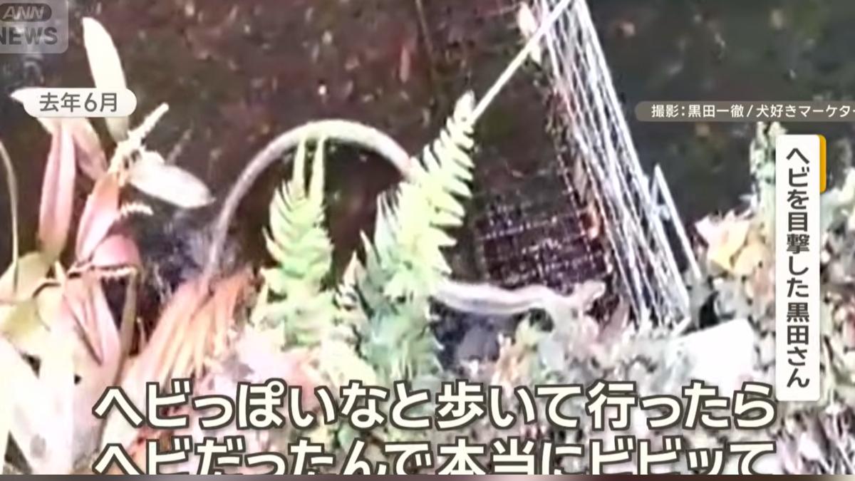 一位男子拍到一條日本鼠蛇在目黑川游泳。(圖/翻攝YT@ANNnewsCH)
