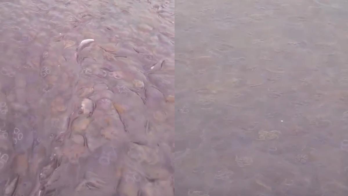 蘇格蘭一名父親日前帶著兩個兒子出海釣魚時,意外駛入一大片密密麻麻的「水母海」。(圖/翻攝SWNS)