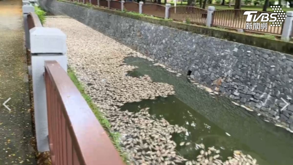 高雄楠梓的後勁溪到右昌大排，這個周末假日都出現暴斃魚群，由於發出惡臭引發民怨（圖／TVBS）