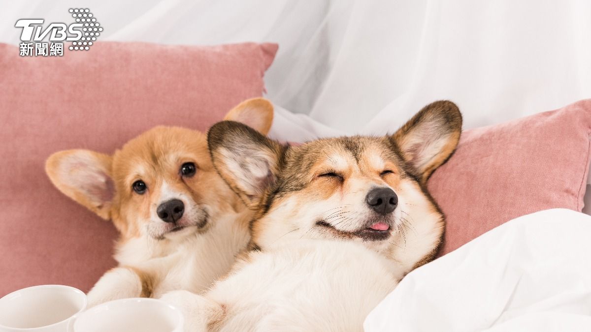 犬貓的過敏症狀輕則皮膚紅腫發癢，重則可能引發過敏性休克危及生命。（示意圖／shutterstock達志影像）