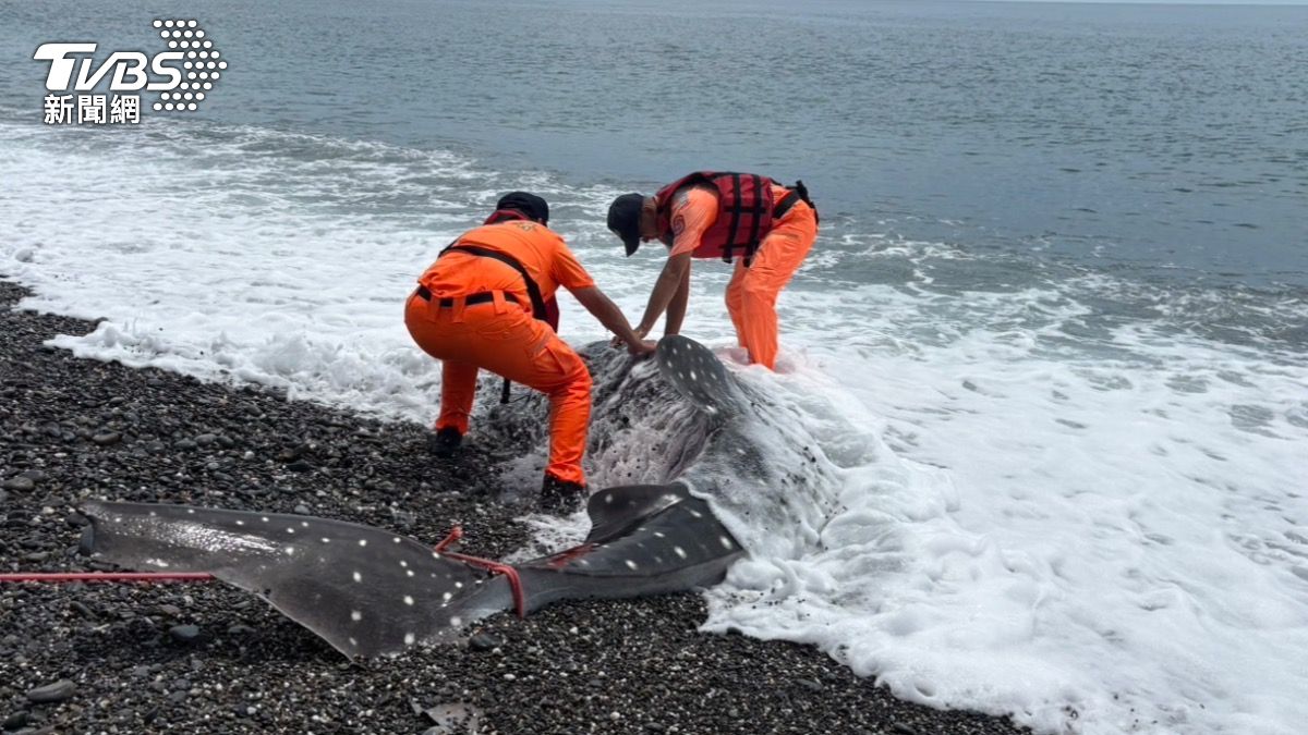 海巡隊員在大溪海灘上確認死亡鯨鯊,並通報相關單位前來協助。(圖/TVBS)