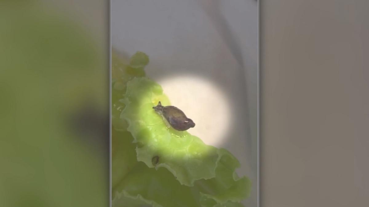 生菜驚見活蝸牛!牛排館店員神回「帶回家養」 醫警告:恐藏寄生蟲。(圖/民眾提供)