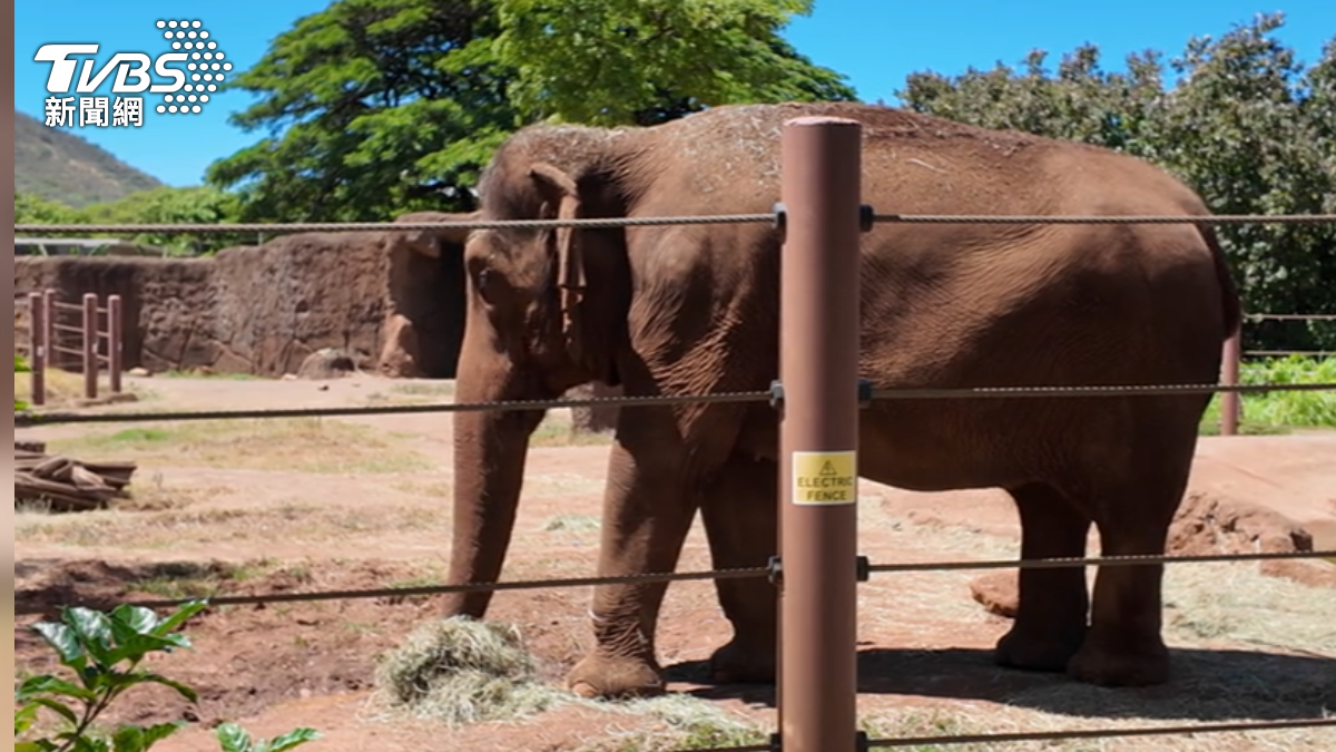 檀香山動物園曾有動物外交先例,園內2頭亞洲象即為印度政府所贈送。(圖/TVBS)
