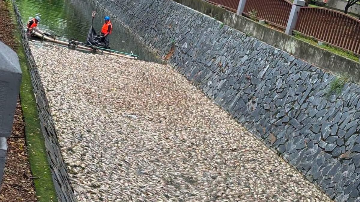 腐臭味沖天!後勁溪「5000kg魚屍」飄滿河 市府急打撈