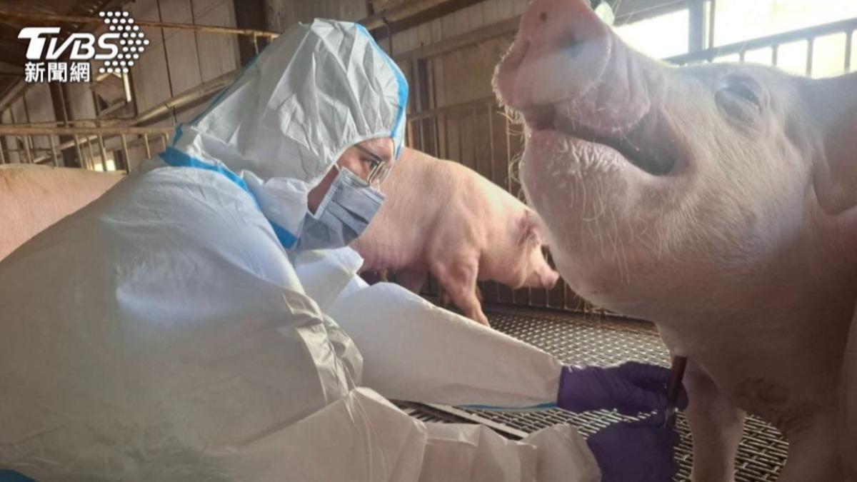 日本基因改造豬腎「移植人體」大突破!最快2028年臨床試驗