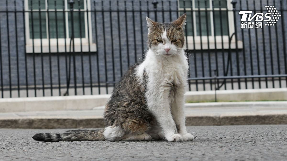 英國「內閣辦公室首席捕鼠大臣」的19歲名貓「賴瑞」（Larry the Cat）。（圖／達志影像美聯社）
