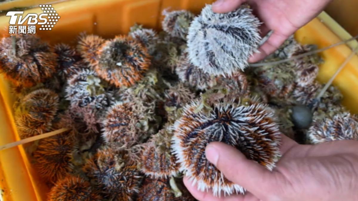 馬糞海膽。（示意圖／TVBS資料照）