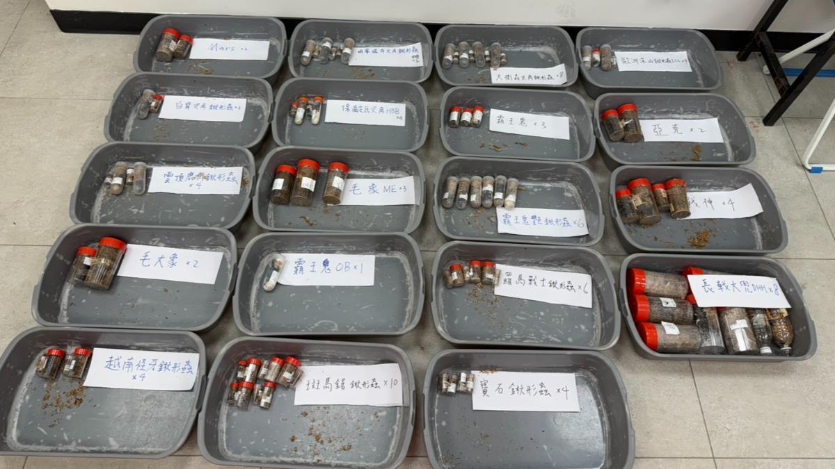 今天從林女行李中總共查獲15個品種83隻活體甲蟲。(圖/金門岸巡隊提供)