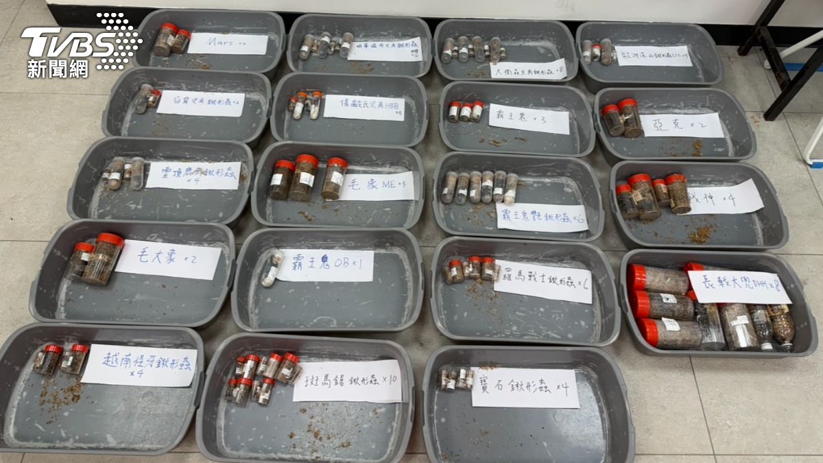經過屏科大鑑定,活體甲蟲並非保育類動物,但這已經是一個月內第二起要從小三通走私活體甲蟲的案例。(圖/TVBS)