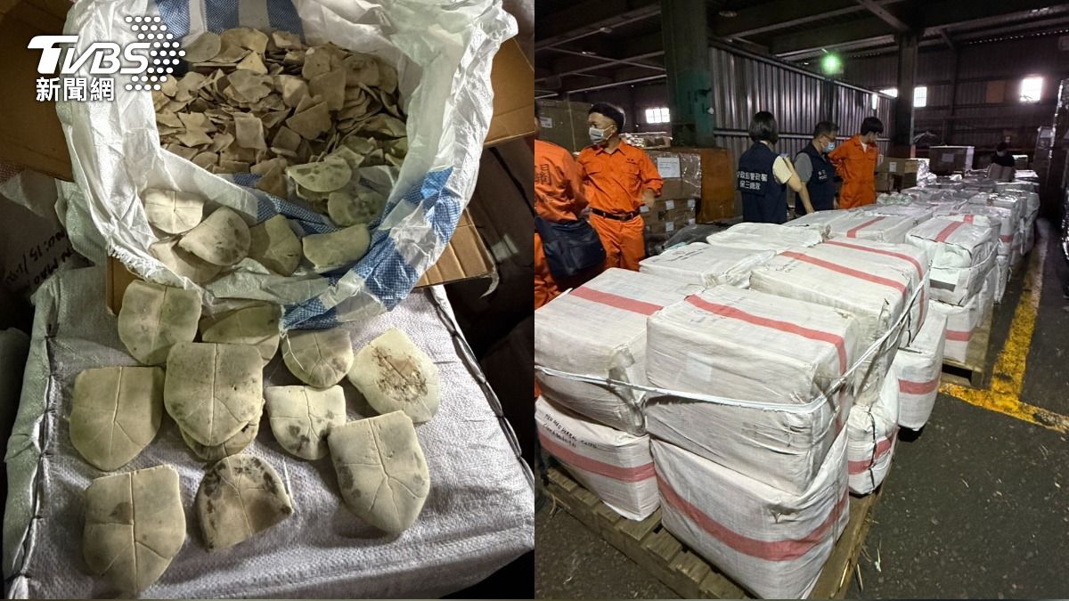 上萬隻保育龜遭獵殺!走私5.3噸龜板入台斂財 黑市價破兩千萬