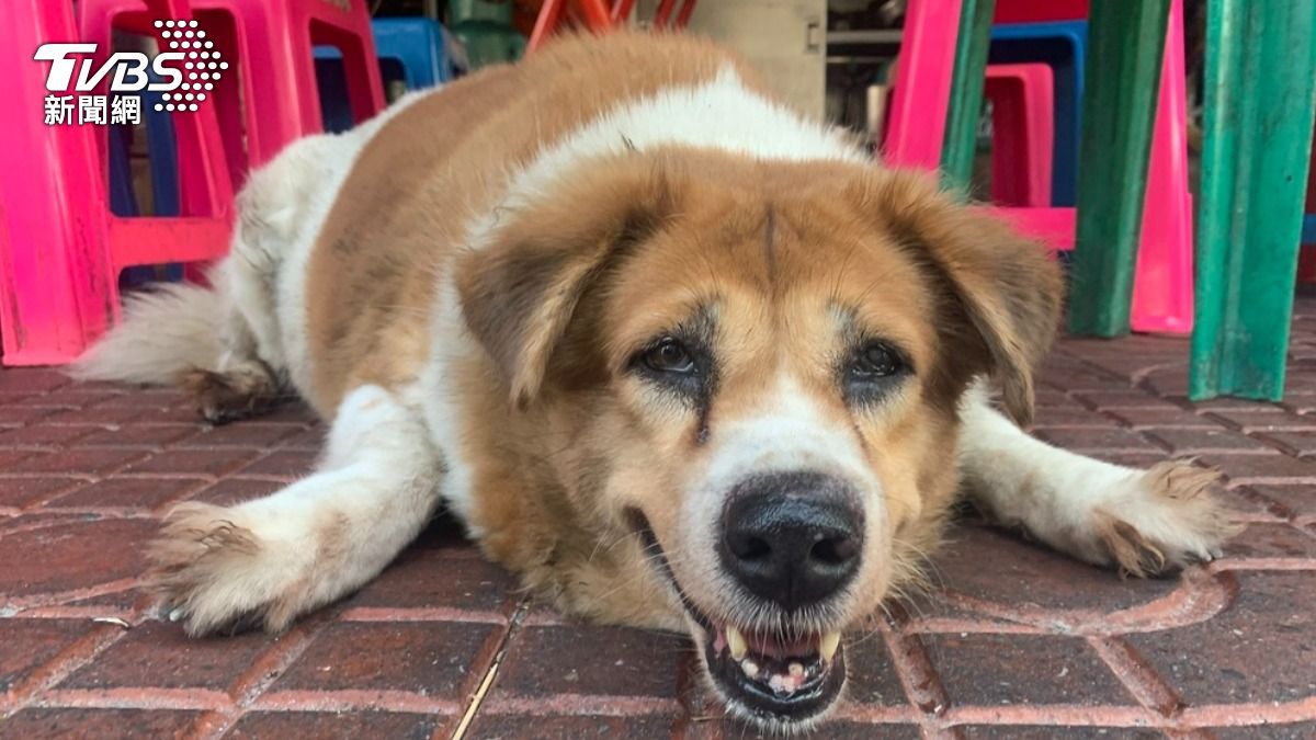 嫌吠叫太吵!泰男持棍揍狗 飼主怒嗆「不爽打我」竟遭活活打死