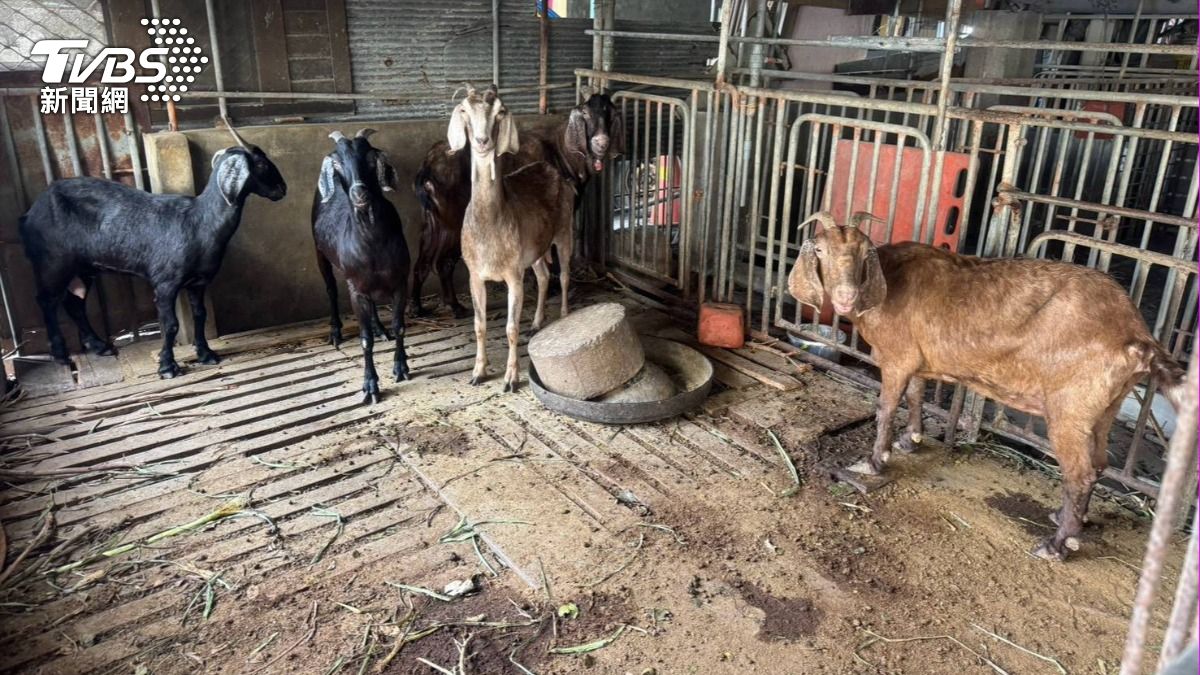 雲林母羊難產屠宰…飼主帶回煮給狗吃 驗出戴奧辛另8隻羊急撲殺
